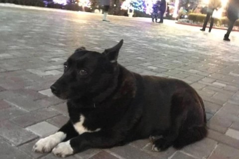 В Киеве исчезла собака-талисман Оболонской РГА