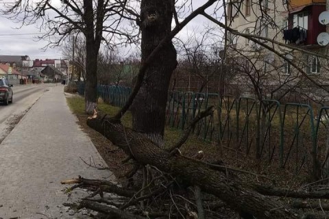 В Волынской области огромное дерево упало на пенсионера и ребенка