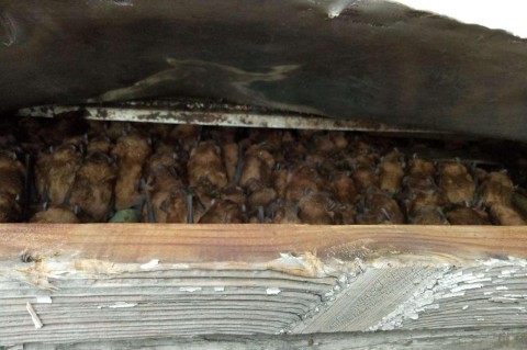 Пожить до весны: в одной из квартир Днепра обнаружили более 700 летучих мышей